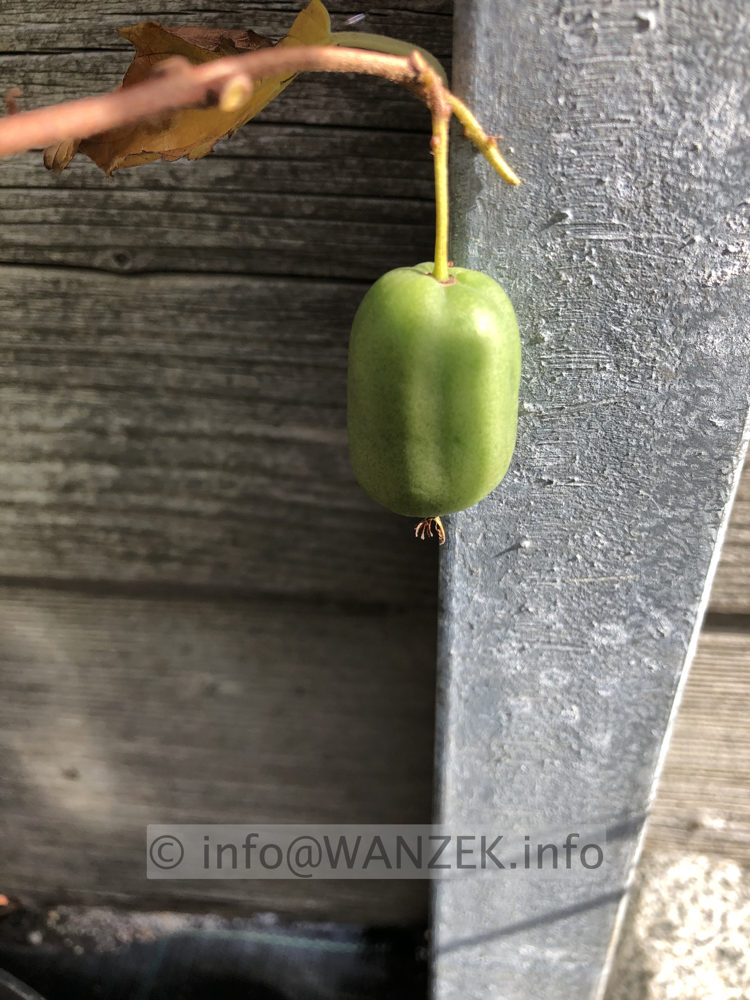 Actinidia arguta Issai - Frucht.JPG